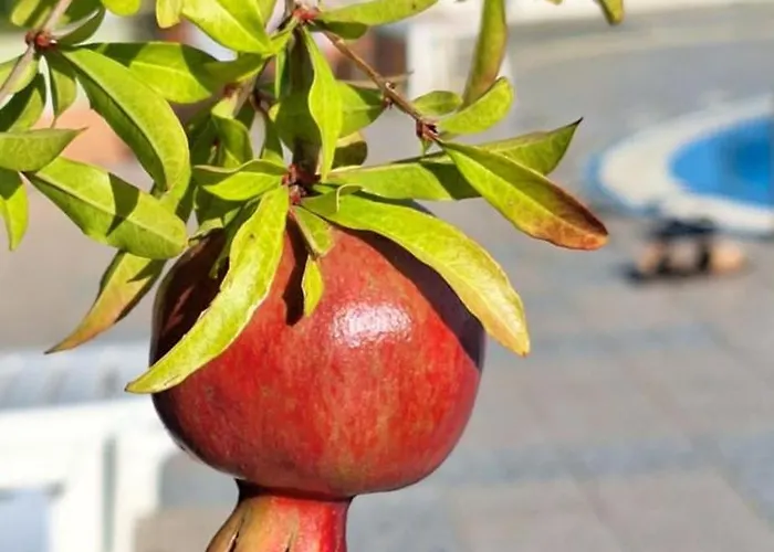 شقة M سفيتي فلاس